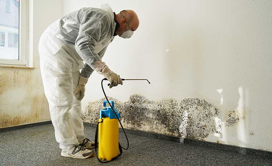 Mould remediation work